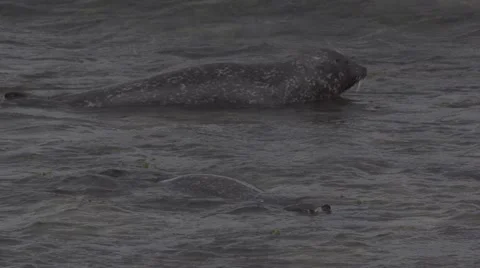 Grey seal with wave breaking Stock Footage 52562942
