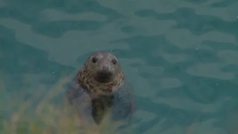 Grey seal in the wild close up Stock Footage 167546647