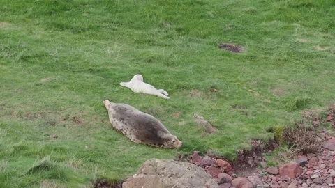 Grey Seal with Young Pup on grass at Burnmouth Harbour Beach, St Abbs Head Stock Footage 330406150