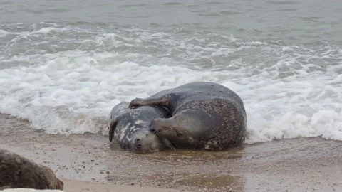 Grey Seals After Mating in the Surf on the beach at Horsey Stock Footage 225377030