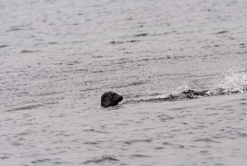 Grey seals basking and playing off the island at Loch Buie, Isle of Mull, Hig Stock Photos