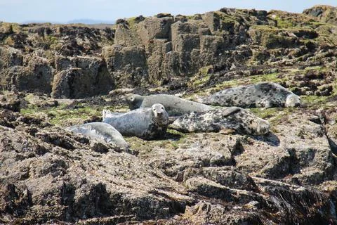 Grey Seals Basking. Stock Photos