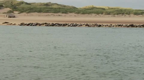 Grey Seals basking on the sand and swimming in the river mouth Aberdeen Stock Footage 11729973
