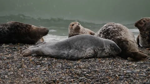 Grey seals on the beach in Co. Wicklow - Ireland Stock Footage 168096132