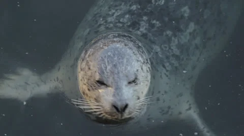Grey Seals close ups collection in water Stock Footage 22782288