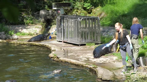 Grey seals during feeding time at zoo Stock Footage 287492693