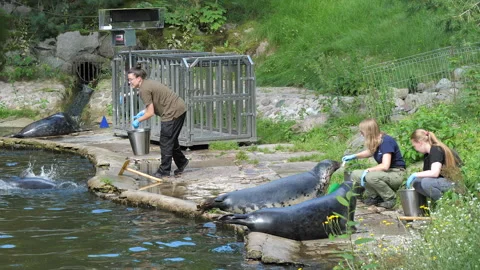 The grey seals - feeding time at zoo Stock Footage 287492906