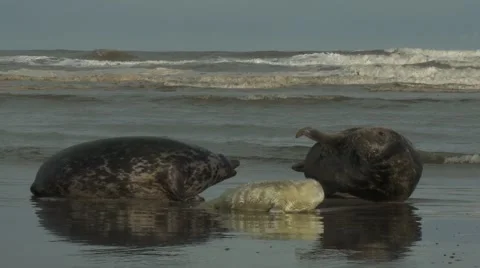 Grey Seals Fighting Video stock 1088332