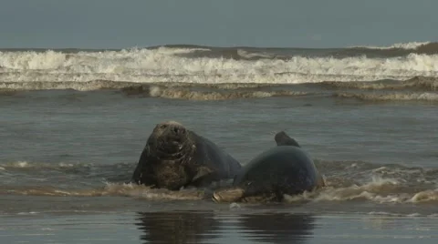 Grey Seals Video stock 1088268