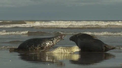 Grey Seals Video stock 1088326