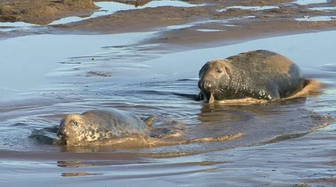 Grey Seals Stock Footage 49394701