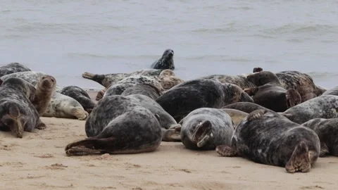 Grey seals on horsey beach Norfolk Stock Footage