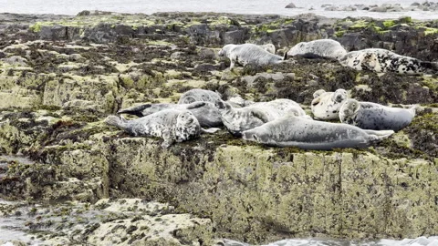 Grey seals resting and moving on moss-covered rocky shore Stock Footage 336553399