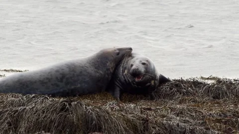 Grey Seals Resting on a Kelp-Covered Shore in Iceland Stock Footage 327266199