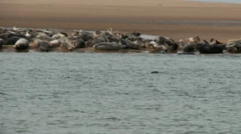 Grey Seals resting on the shore Stock Footage 11481682