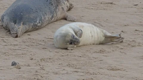 Grey Seals - Restless Pup Scratching Itch on the beach at Horsey Stock Footage 225843833