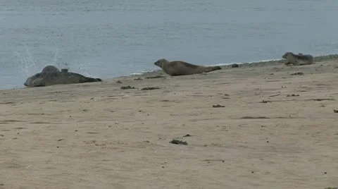 Grey Seals on Scottish Beach Stock Footage 10725313