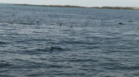 Grey Seals, spy hopping general views. 库存影片 12529357