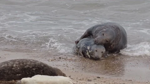 Grey Seals Two Adults Mating on the beach at Horsey 스톡 동영상 225416840