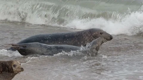 Grey Seals Two Adults Rolling in Surf on the beach at Horsey Stock Footage 225430138