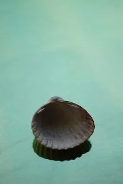 Grey seashell on a pale green table. Art card 库存照片
