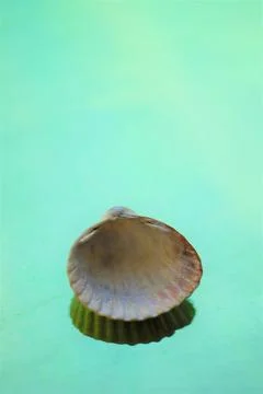 Grey seashell on a pale green table. Art card Stock Photos