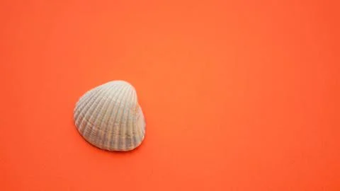 Grey seashell on a vivid orange table, copy space Stock-Fotos