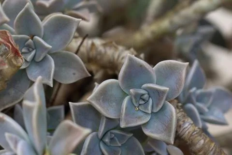 Grey sedum Foto stock