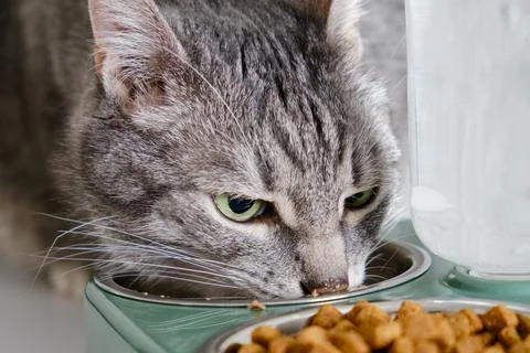 Grey senior cat eats dry food from a green bowl against a white brick wall. A Stock Photos
