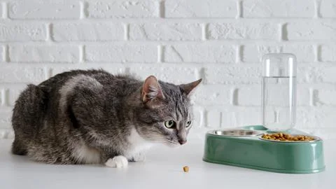 Grey senior cat eats dry food from a green bowl against a white brick wall. A Stock Photos