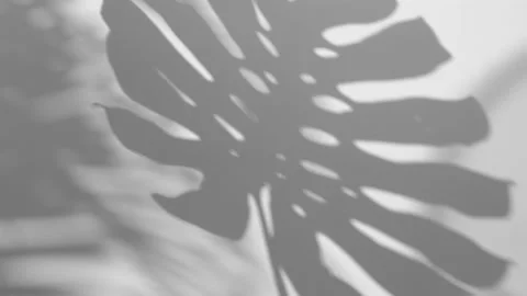 Grey Shadow Monstera Leaf Overlay on white wall surface background Stock Footage 171531487