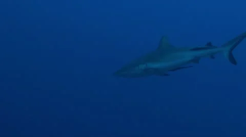 Grey shark-Apple ProRes 422 (HQ) Stock Footage 14185806