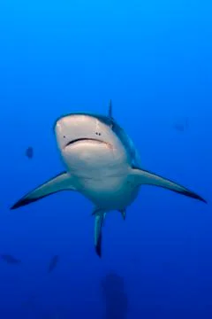 A grey shark jaws ready to attack underwater close up portrait Stock Photos