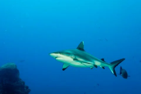 A grey shark jaws ready to attack underwater close up portrait Stock Photos