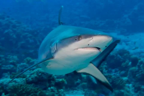 A grey shark jaws ready to attack underwater close up portrait Stock Photos