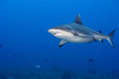 A grey shark jaws ready to attack underwater close up portrait 스톡 사진