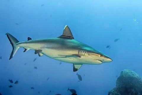 Grey shark jaws ready to attack in the blue Stock Photos