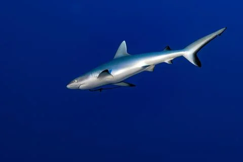 Grey shark ready to attack underwater in the blue 스톡 사진