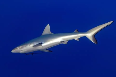 Grey shark ready to attack underwater 스톡 사진