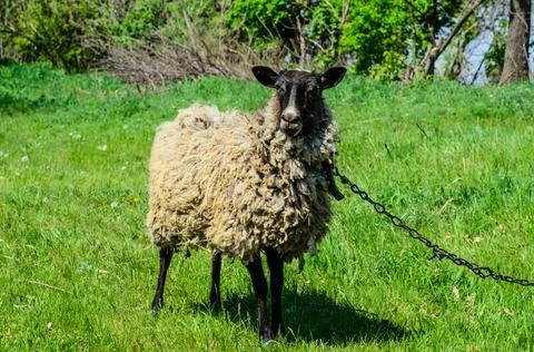 Grey sheep on a meadow Stock Photos