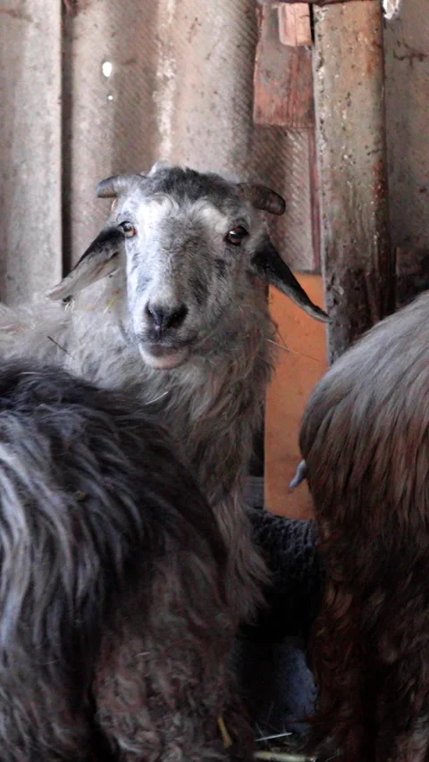Grey sheep with thick wool stands in a rustic barn, showcasing its unique Video stock 336948156