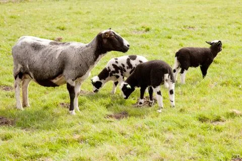 Grey sheep with three lambs in meadow Stock Photos