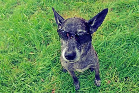 Grey shepherd dog in sunglasses Stock Photos