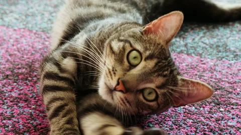 Grey short-haired tabby cat sitting on a carpet in a living room during the day. Video stock 143091756