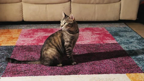 Grey short-haired tabby cat sitting on a carpet in a living room during the day. Video stock 146436919