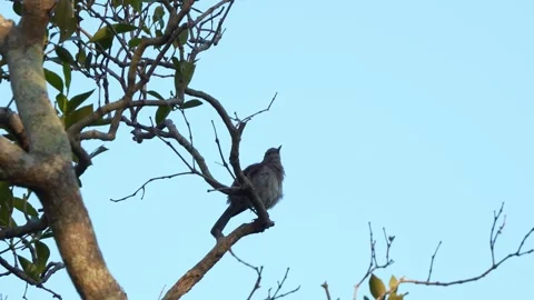 A Grey shrike-thrush (colluricincla harmonica) perched on a tree branch Vidéo 321703028