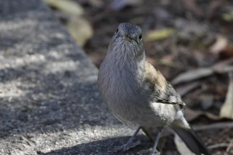 Grey shrikethrush Colluricincla harmonica harmonica. 库存照片