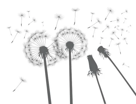 Grey silhouette Dandelions. Vector Illustration. Illustrazione stock