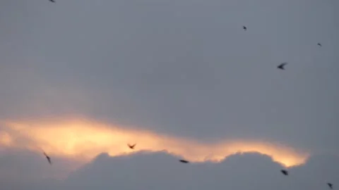 Grey sky and golden clouds at sunrise with many flying barn swallows (2) Stock Footage 139333764
