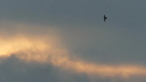 Grey sky and golden clouds at sunrise with many flying barn swallows (3) Stock Footage 139336589